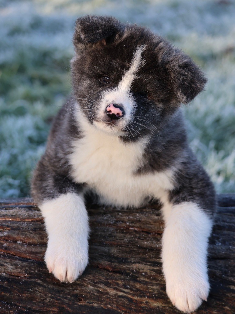 Nippon'ai - Chiot disponible  - Akita