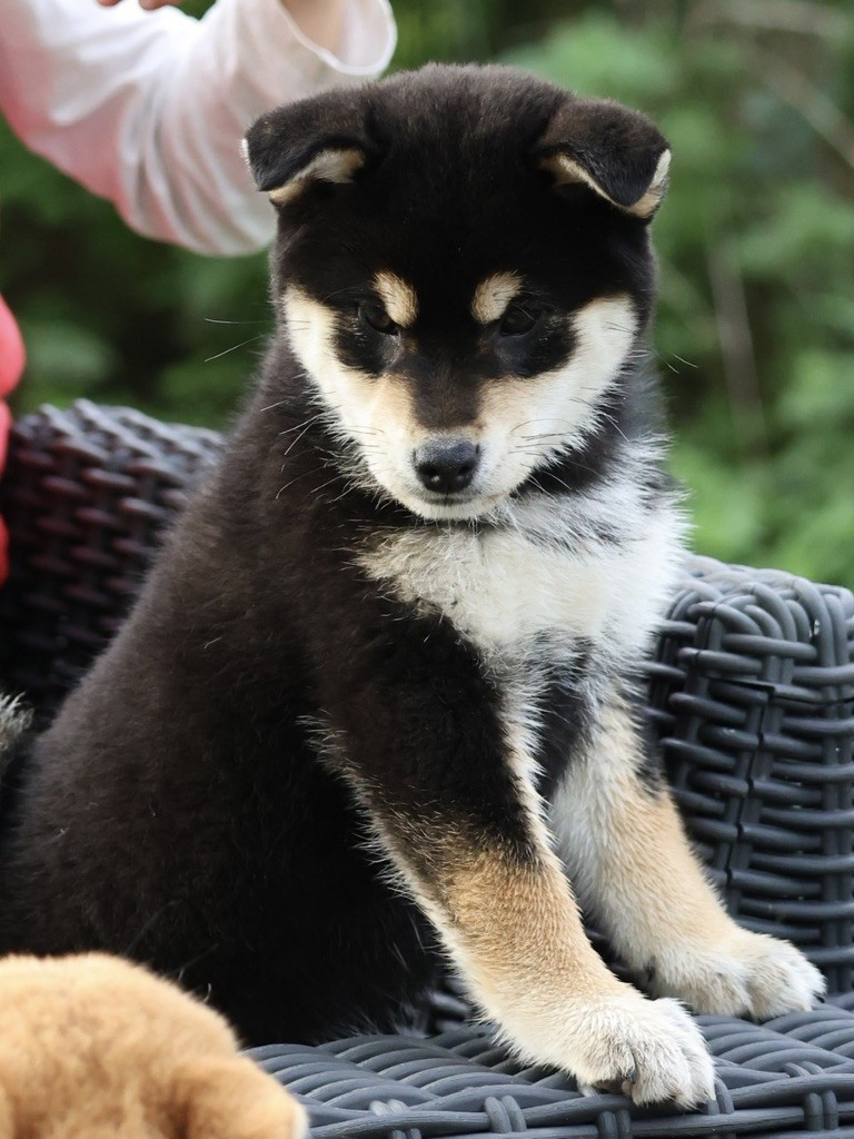 Nippon'ai - Chiot disponible  - Shiba