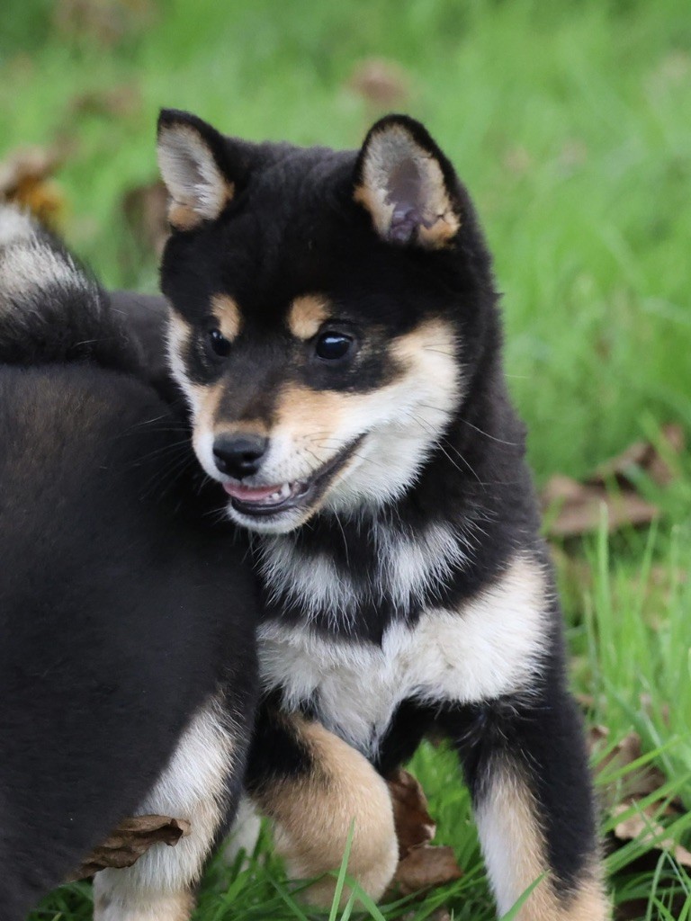 Nippon'ai - Chiot disponible  - Shiba