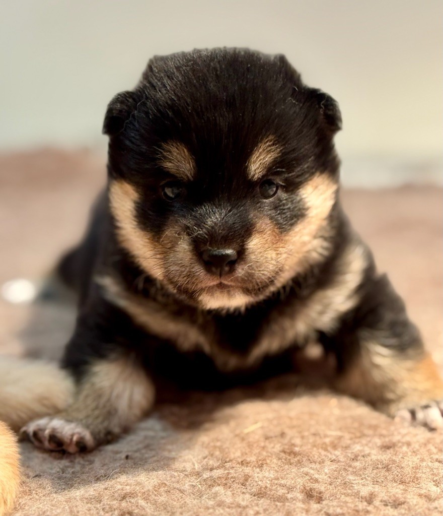 Nippon'ai - Chiot disponible  - Shiba