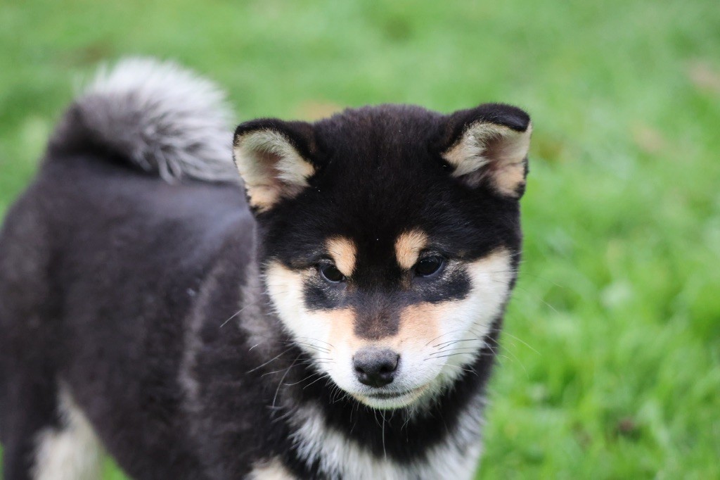 Nippon'ai - Chiot disponible  - Shiba