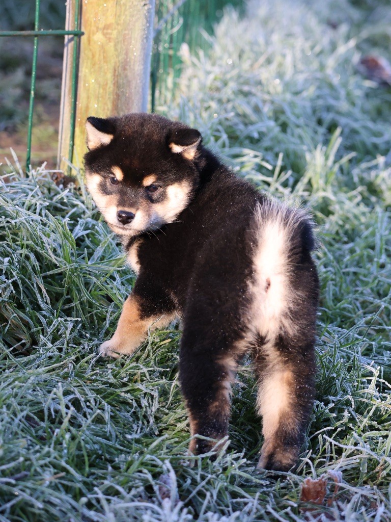 Nippon'ai - Chiot disponible  - Shiba