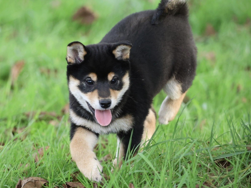 Nippon'ai - Chiot disponible  - Shiba