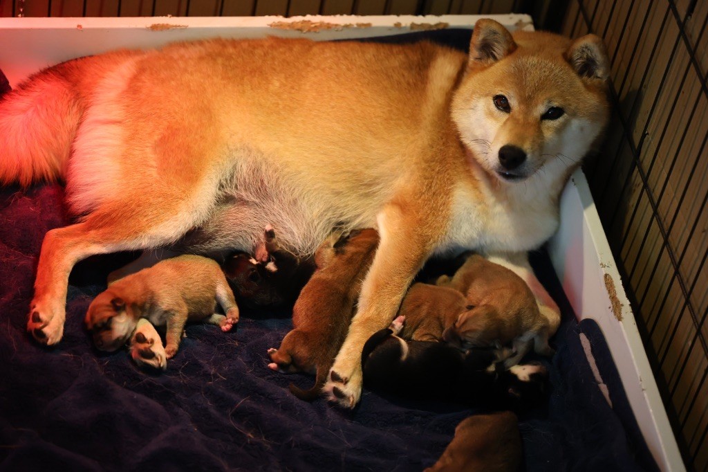 chiot Shiba Nippon'ai