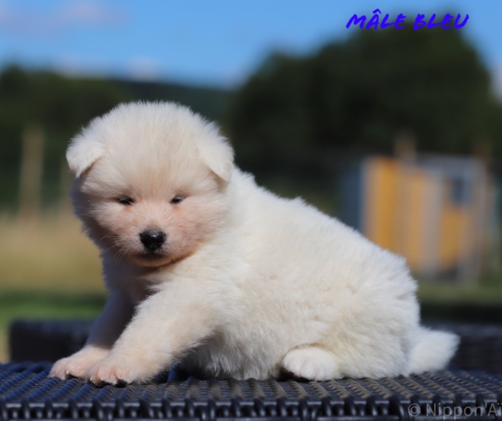 Chiot - Elevage Nipponai - eleveur de chiens Akita Inu