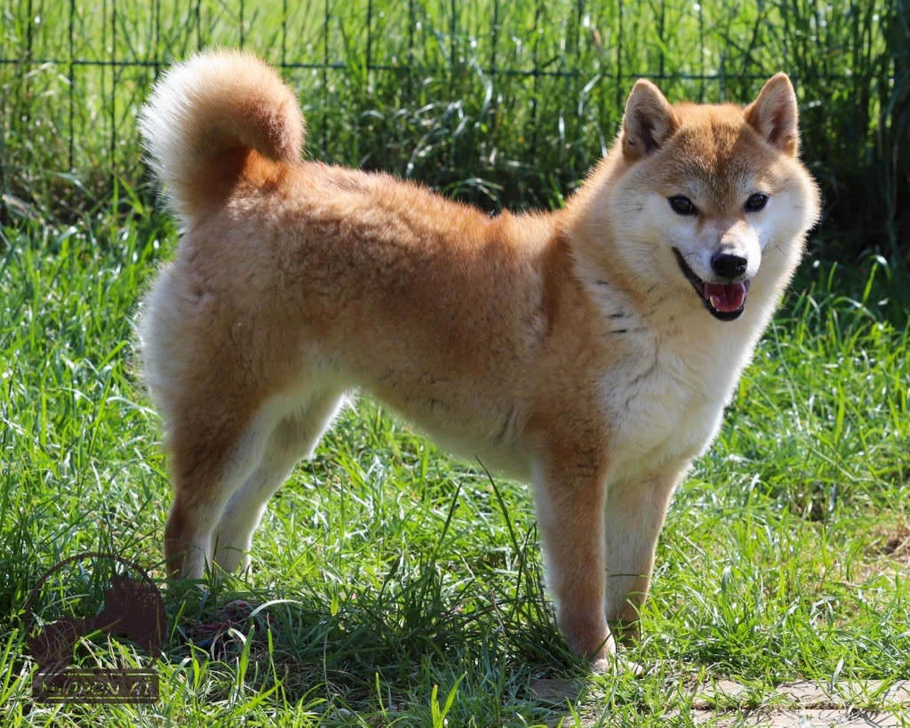 Inishie no remi dite « emi » go bangaichisou