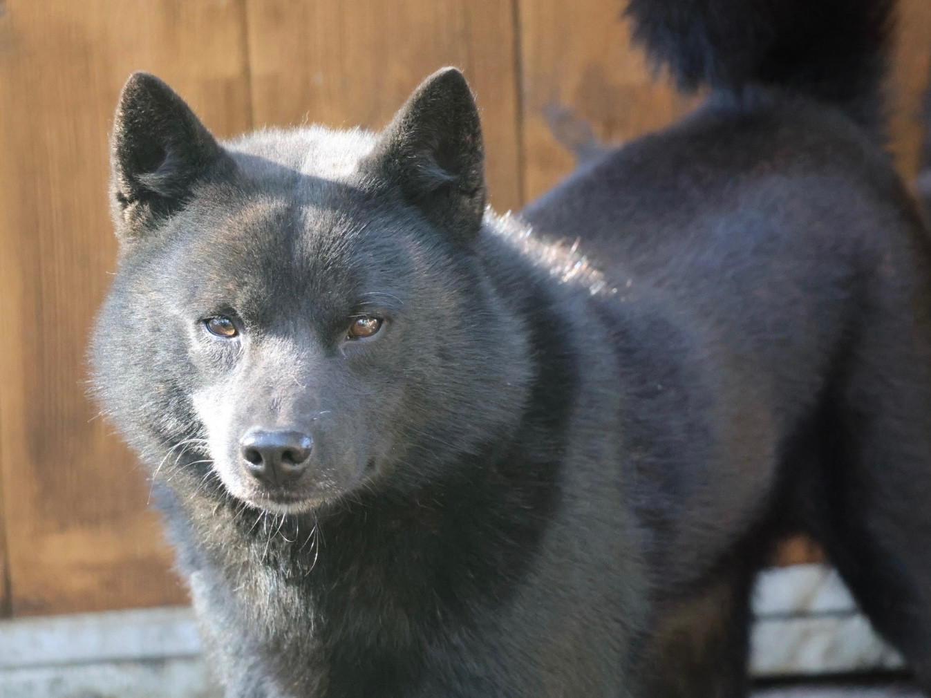 Aoshi go fuurinkazan