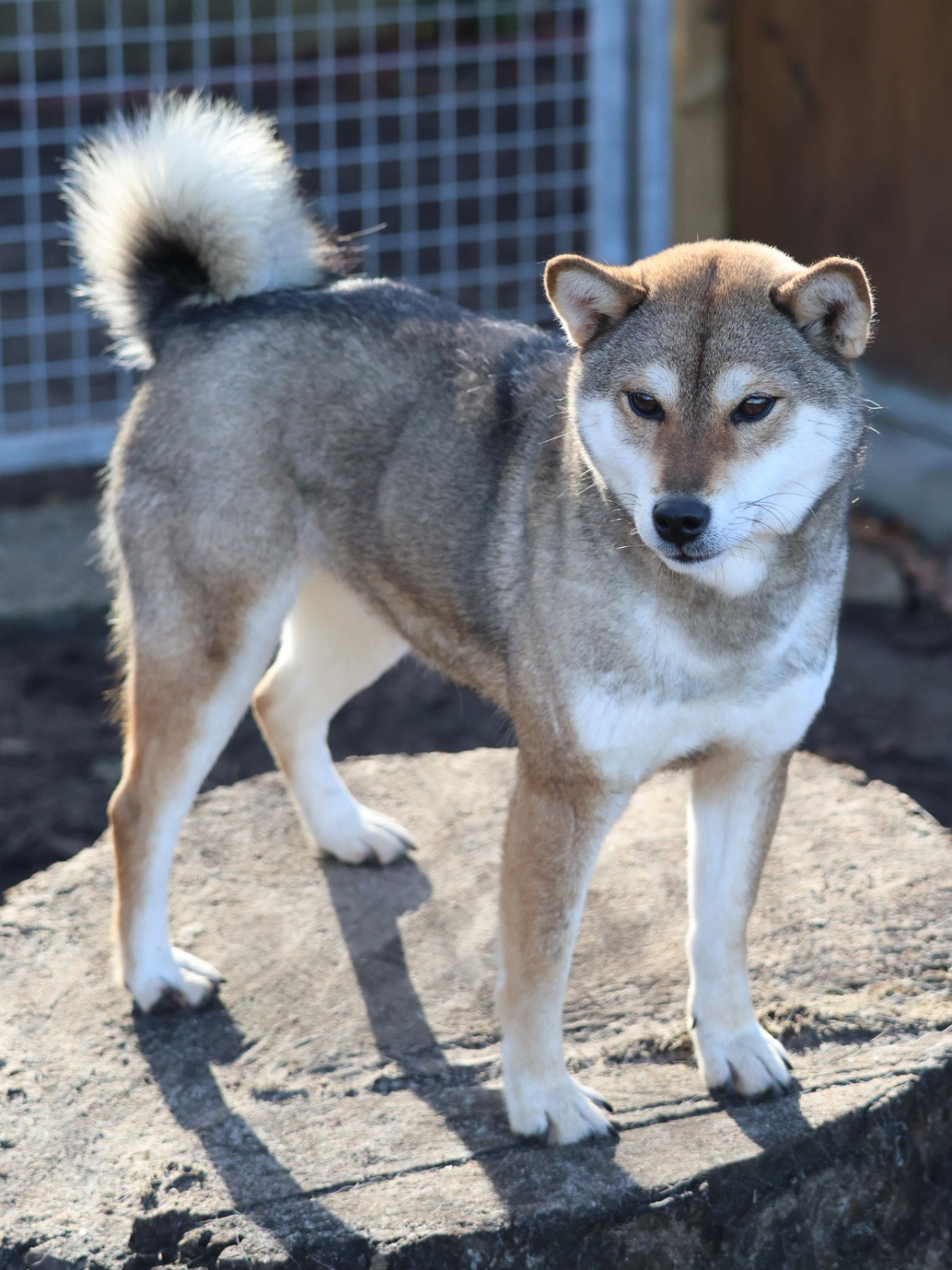 Nippon'ai Uki ko dite zelda