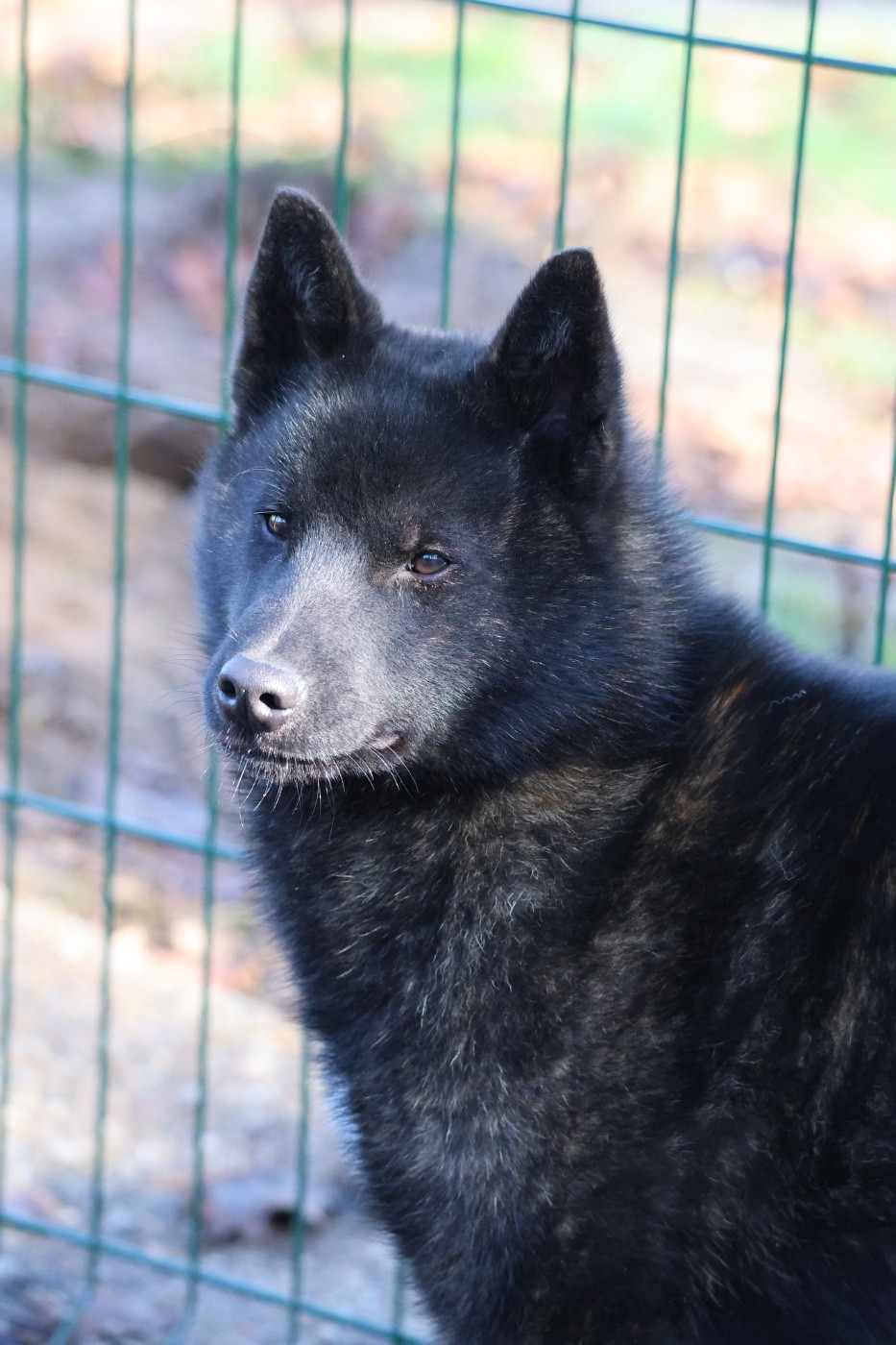 Kazuo go des fidèles akita ken