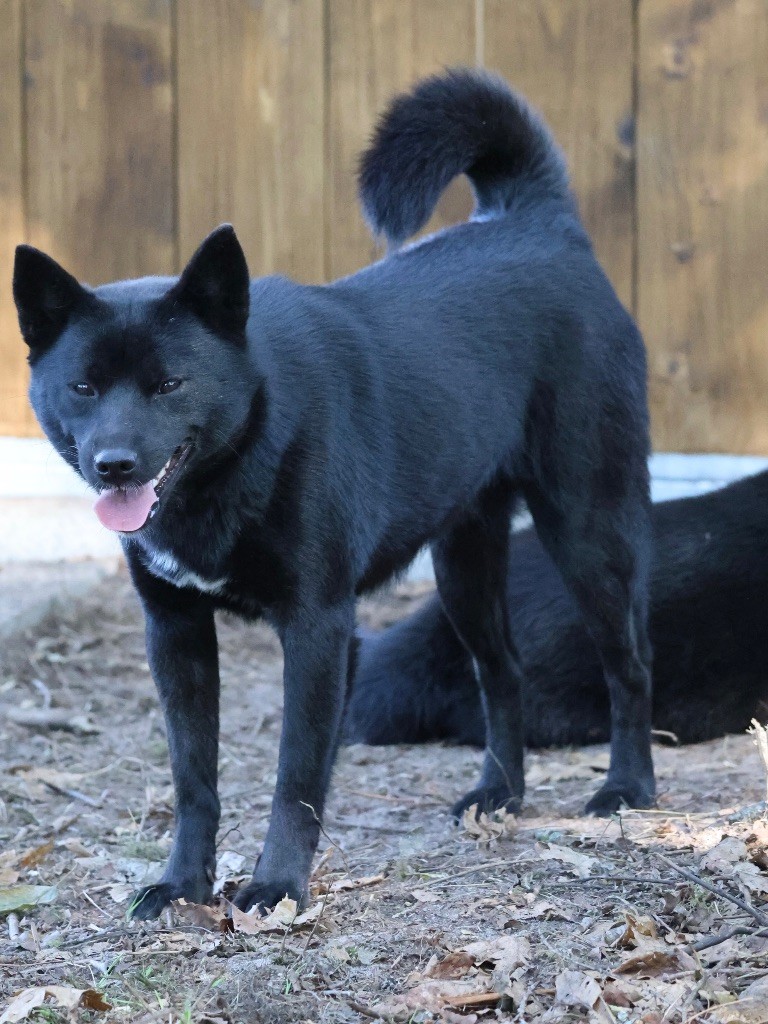 Nippon'ai V mariko go