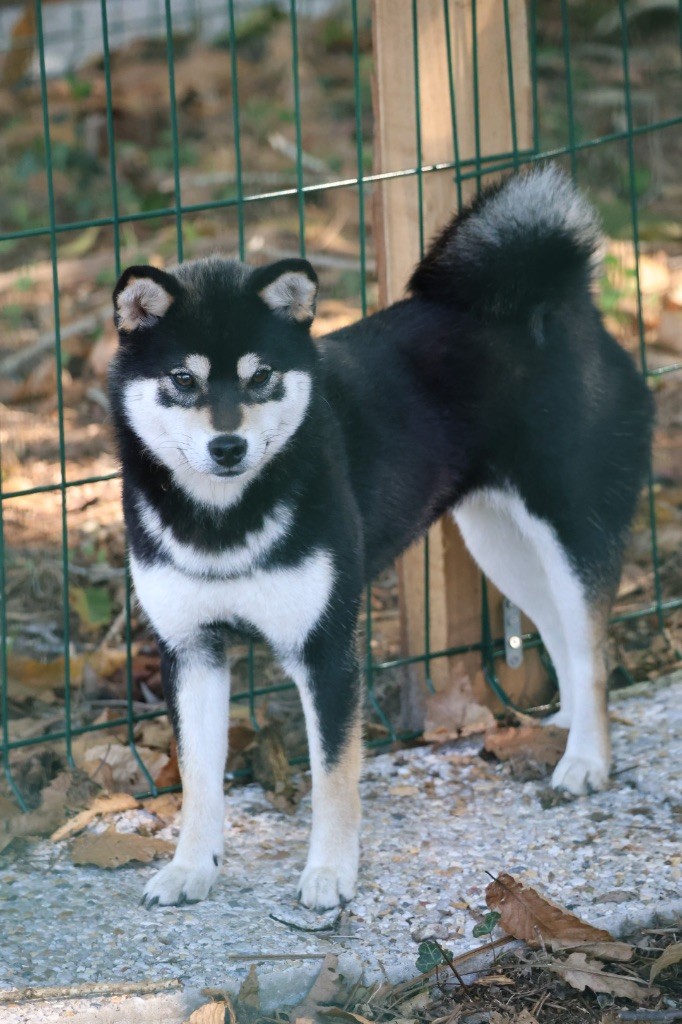 Nippon'ai V takesumi go « mimi »