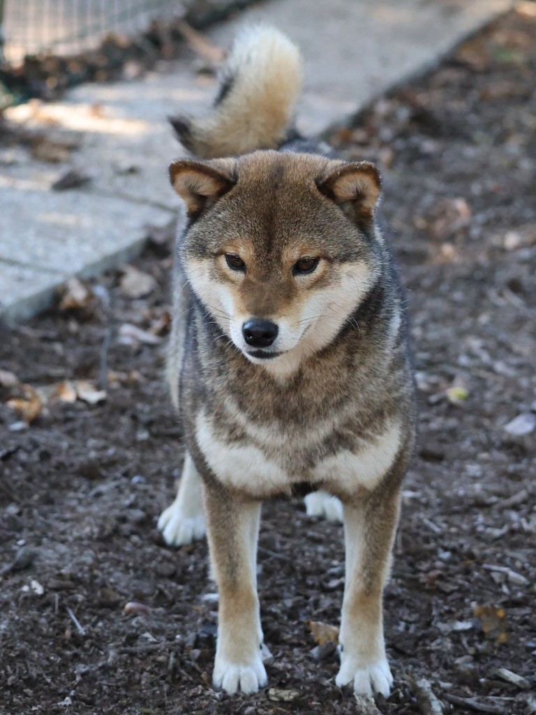 Nippon'ai V karasu go dite aloy