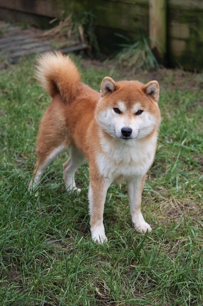 Rexxar Go Sakura Kensha