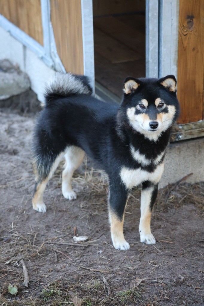 Nippon'ai V okini go