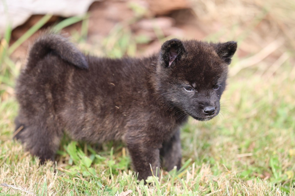 Nippon'ai - Chiots disponibles - Kai