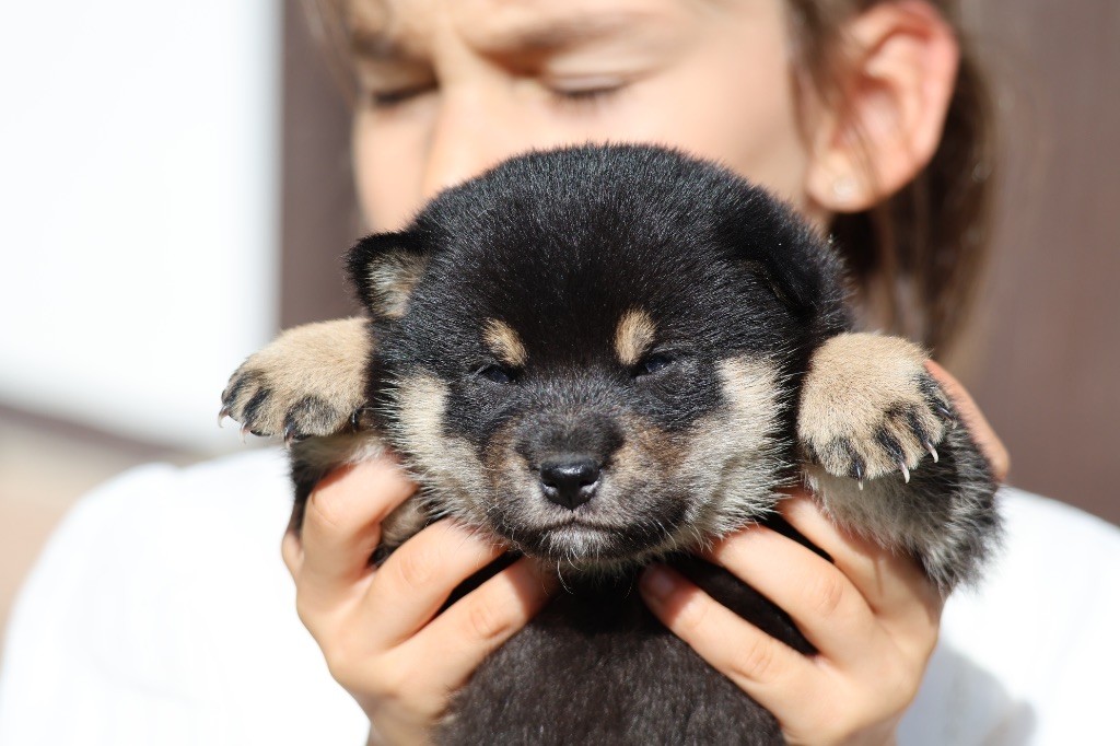 Nippon'ai - Chiots disponibles - Shiba