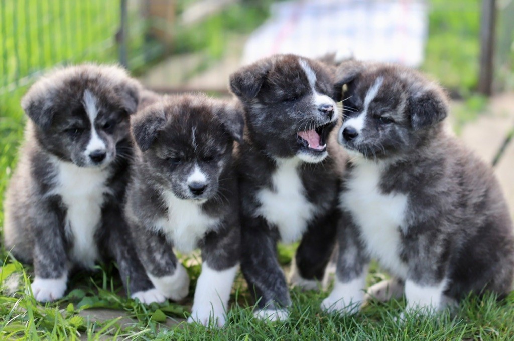 Chiot Akita Nippon'ai