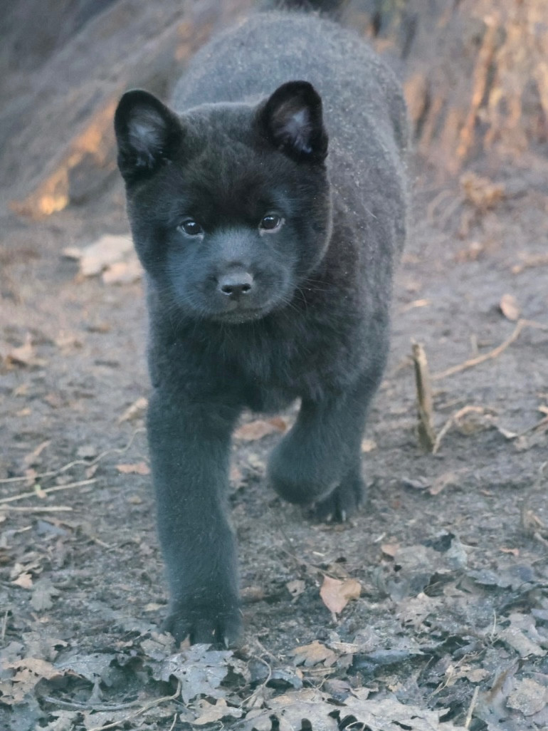 Nippon'ai - Chiots disponibles - Kai