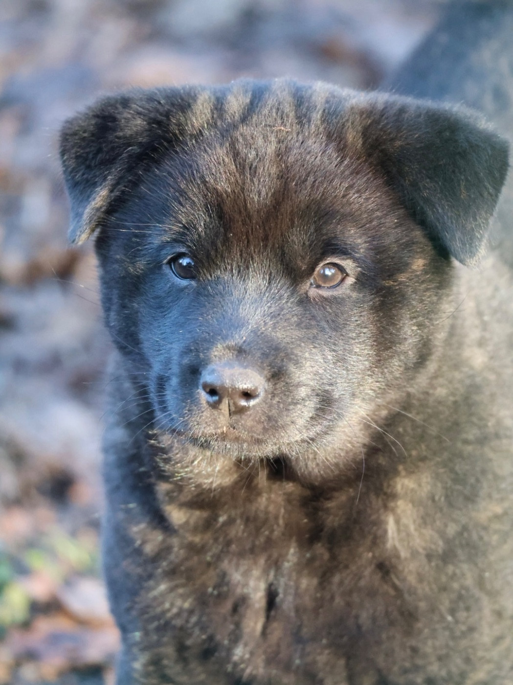 Nippon'ai - Chiots disponibles - Kai