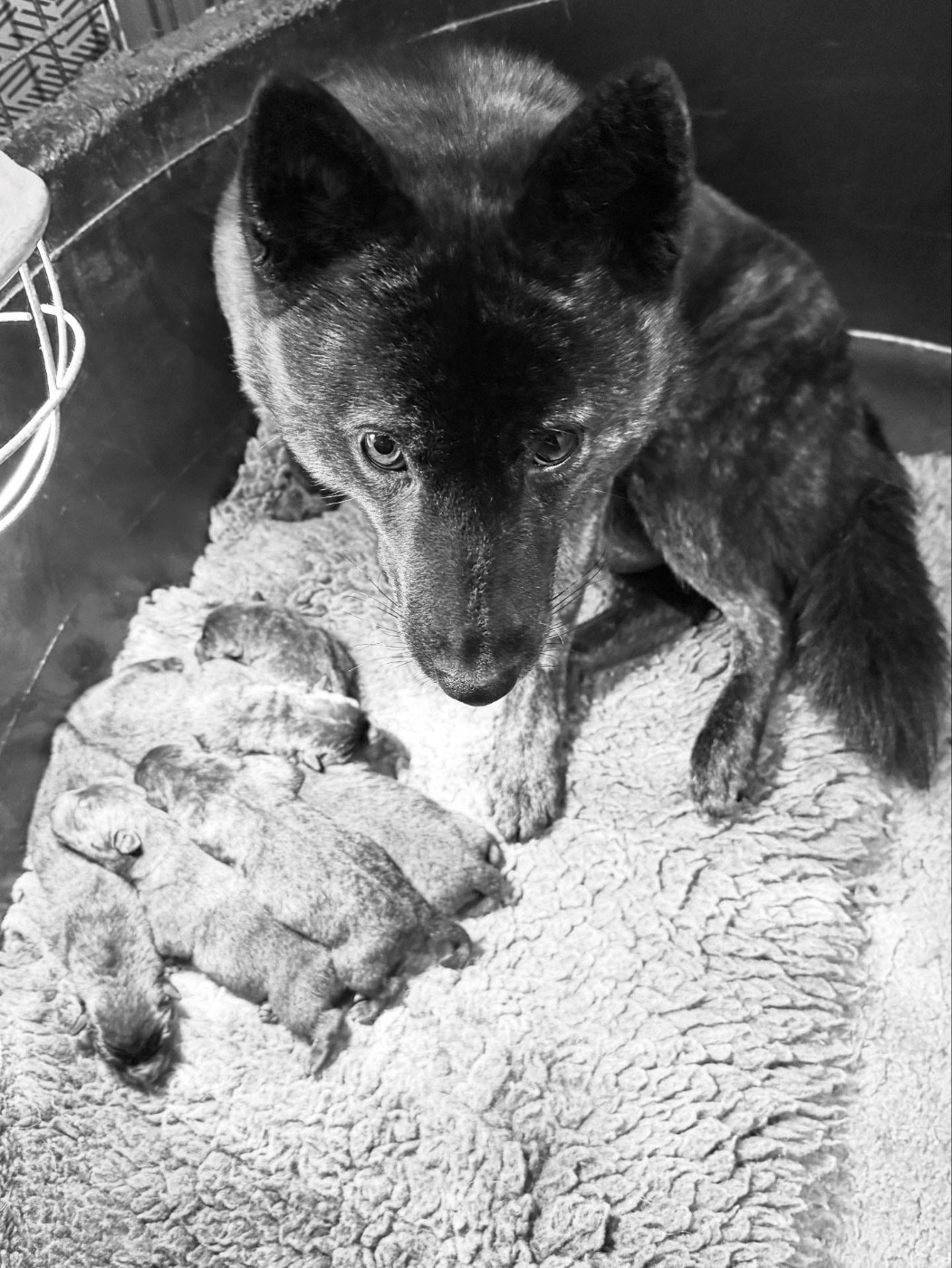 Nippon'ai - Kai - Portée née le 09/01/2026