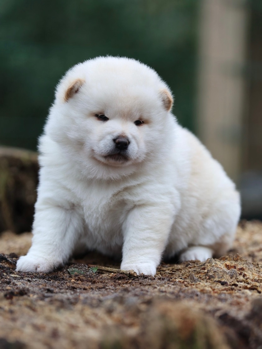 Nippon'ai - Chiots disponibles - Shiba