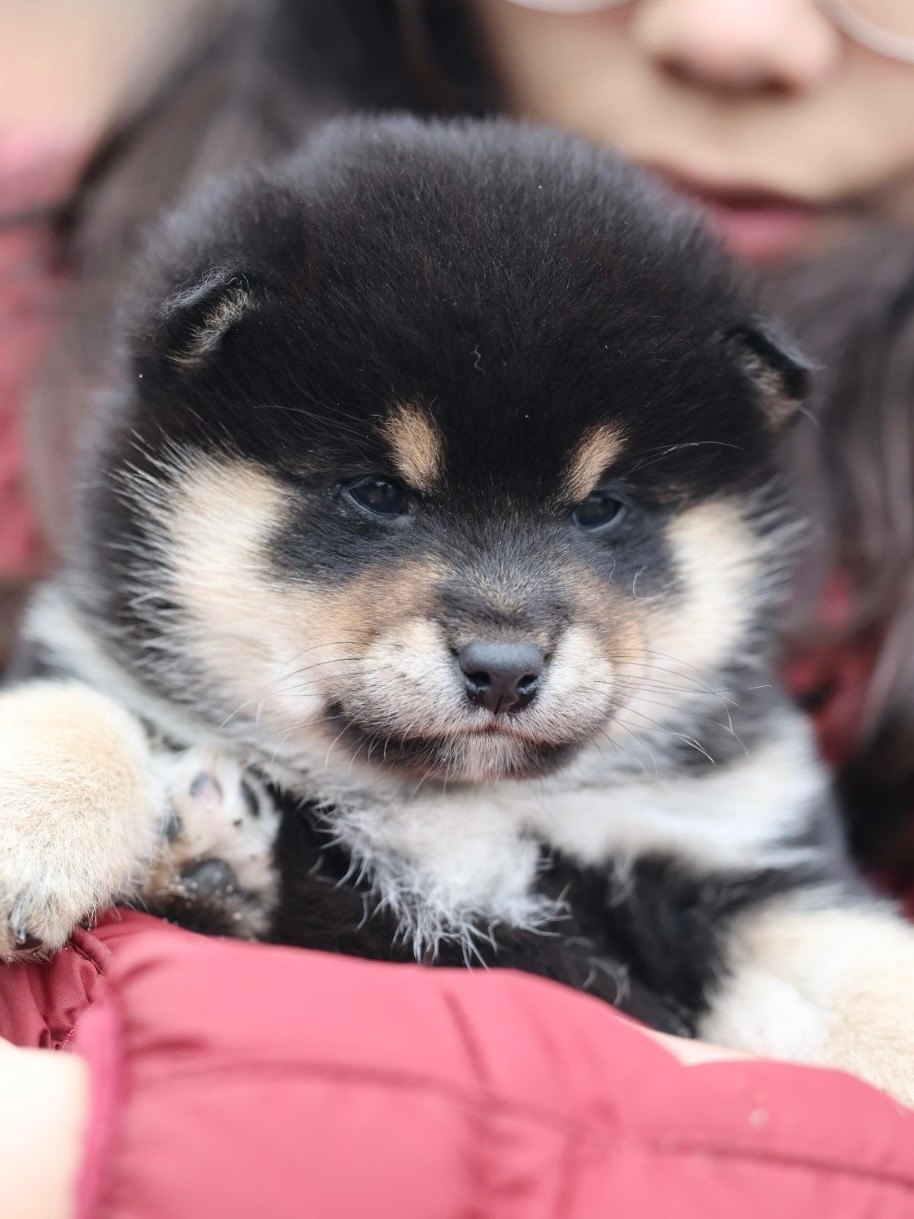 Nippon'ai - Chiots disponibles - Shiba