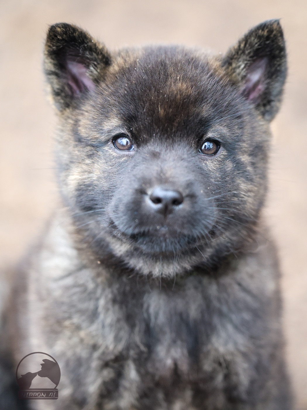 Nippon'ai - Chiots disponibles - Kai