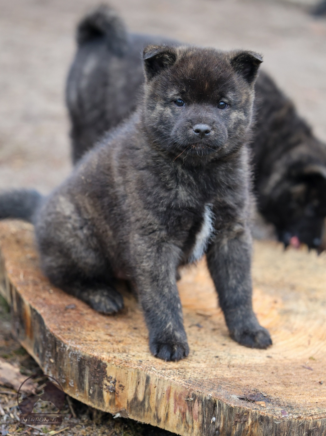 Nippon'ai - Chiots disponibles - Kai