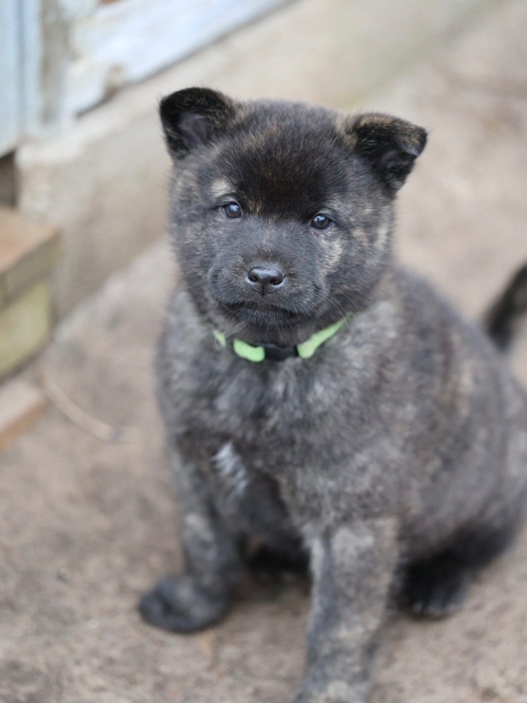 Nippon'ai - Chiots disponibles - Kai