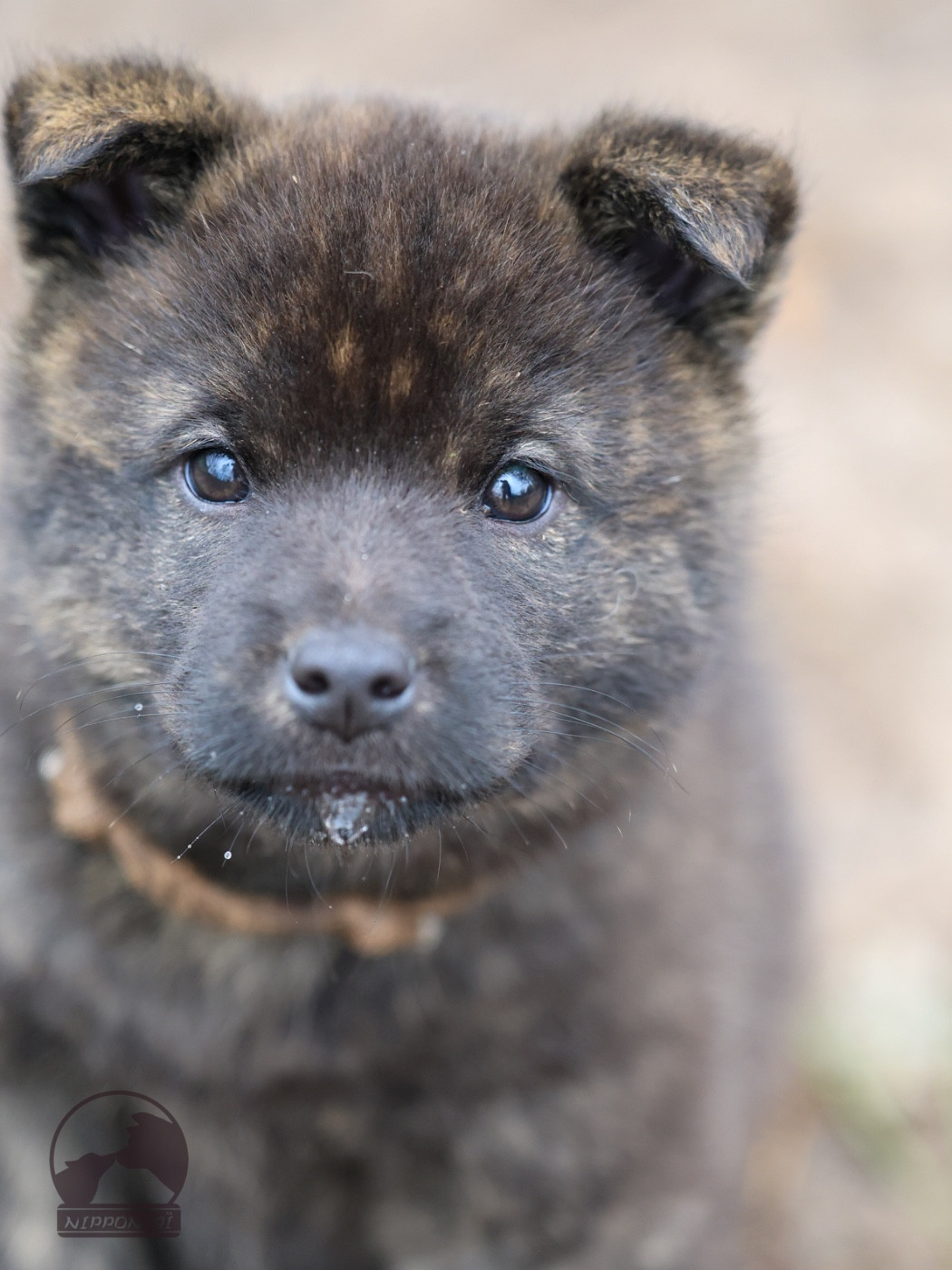 Nippon'ai - Chiots disponibles - Kai