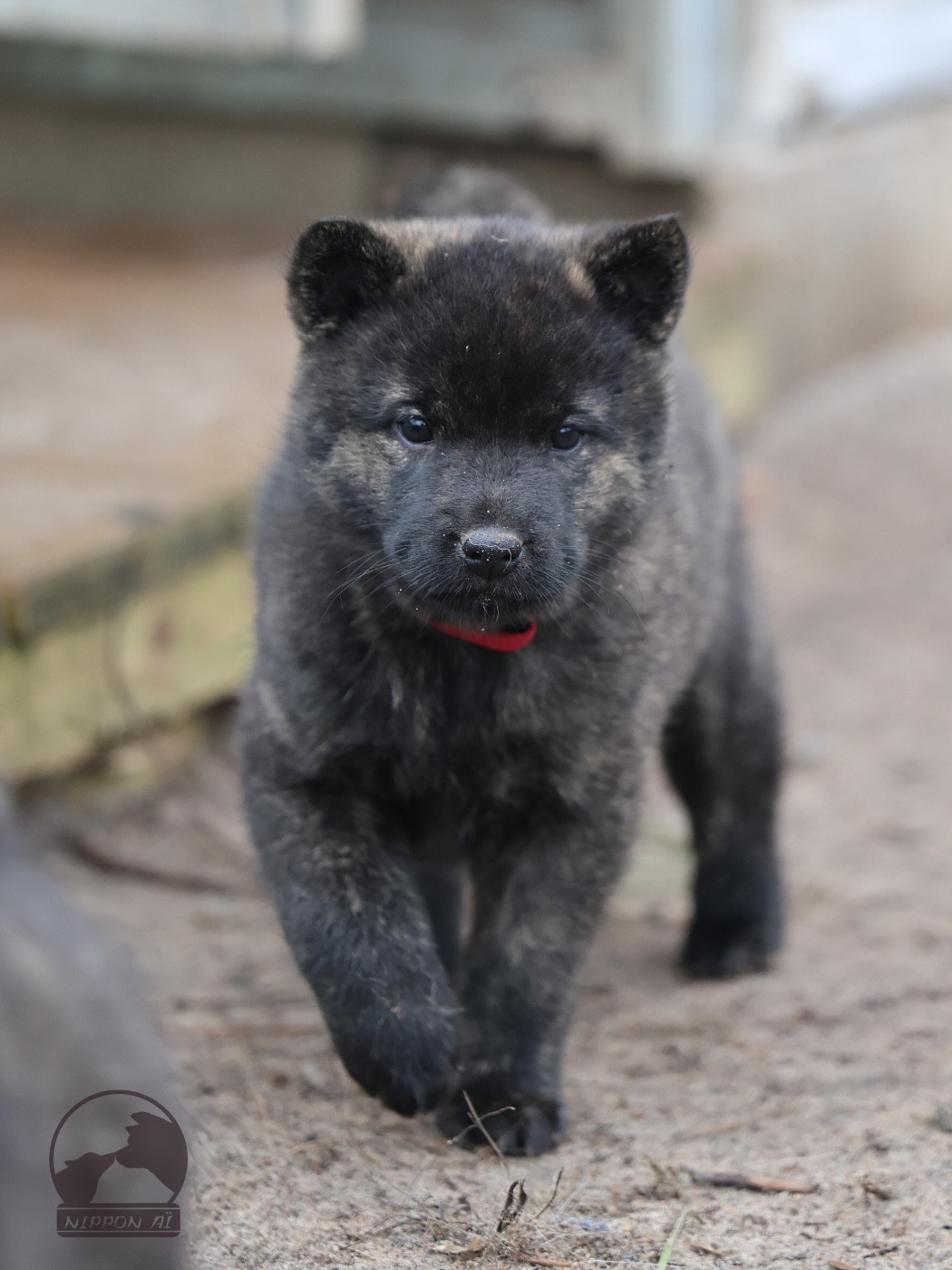 Nippon'ai - Chiots disponibles - Kai