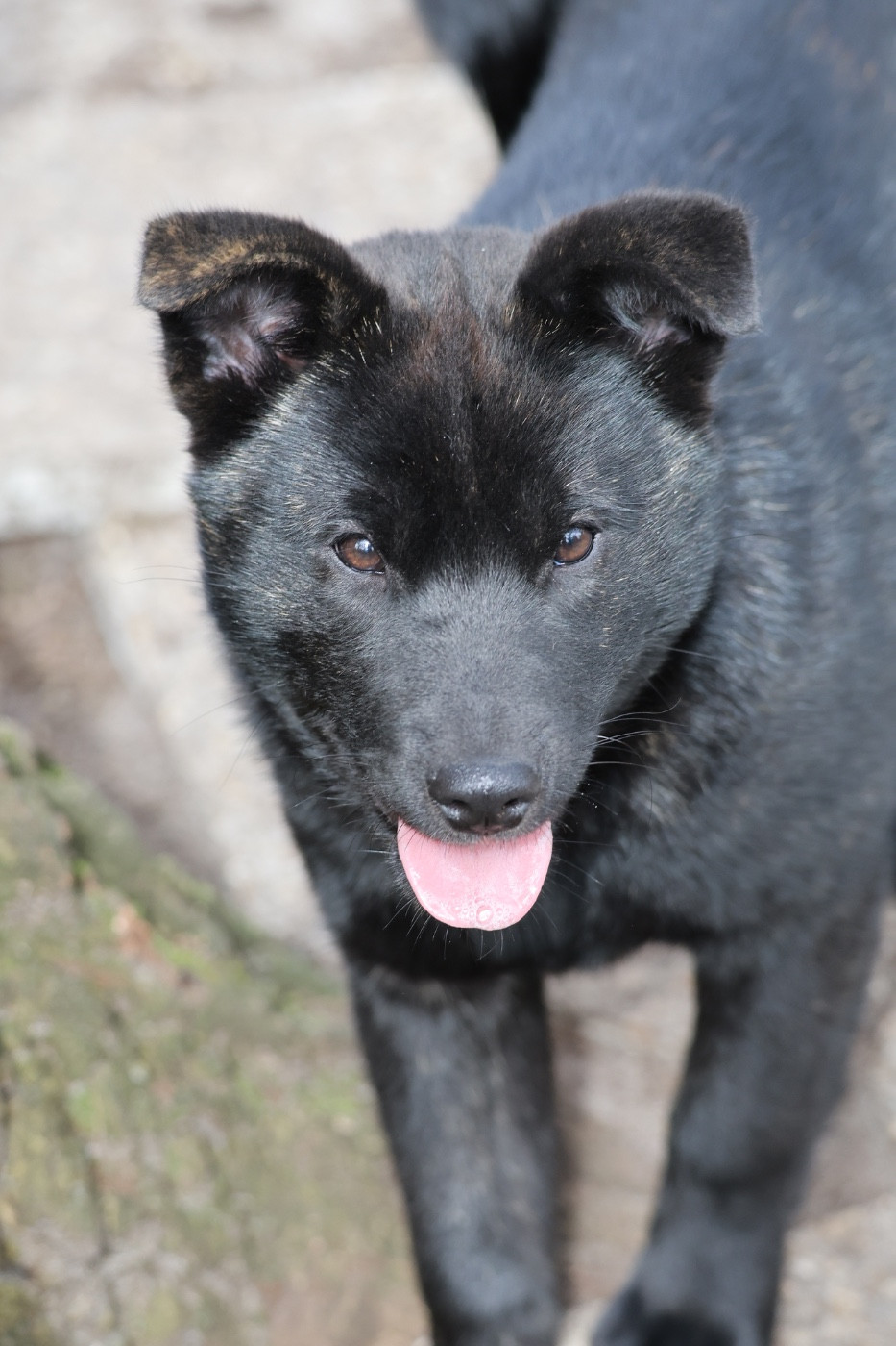 Nippon'ai - Chiots disponibles - Kai