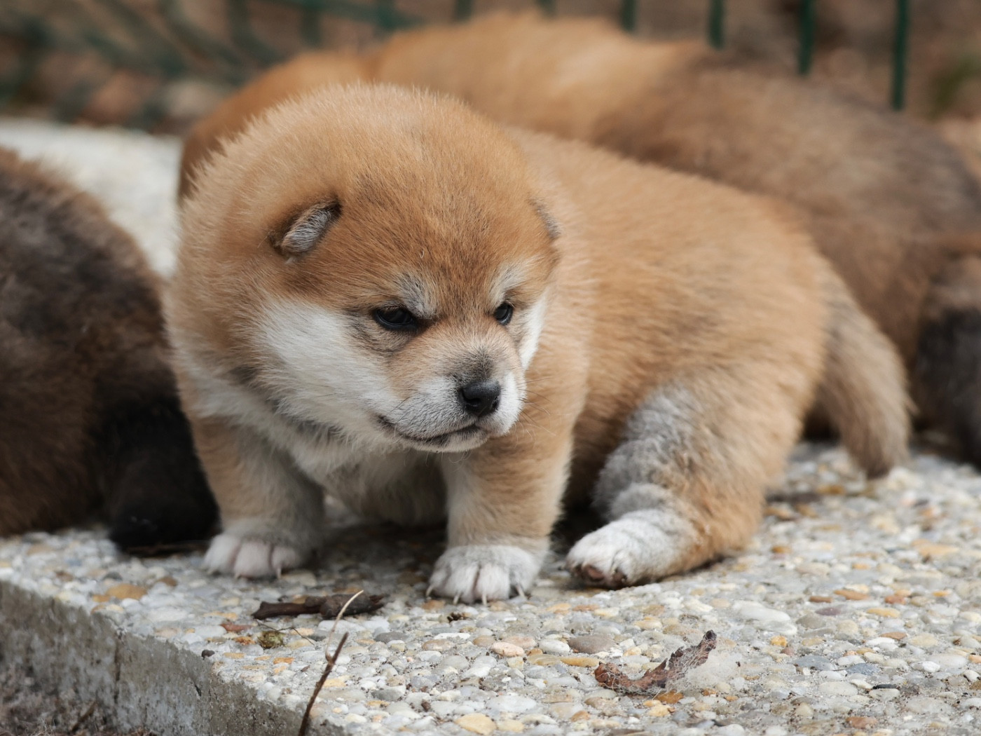 Nippon'ai - Chiots disponibles - Shiba