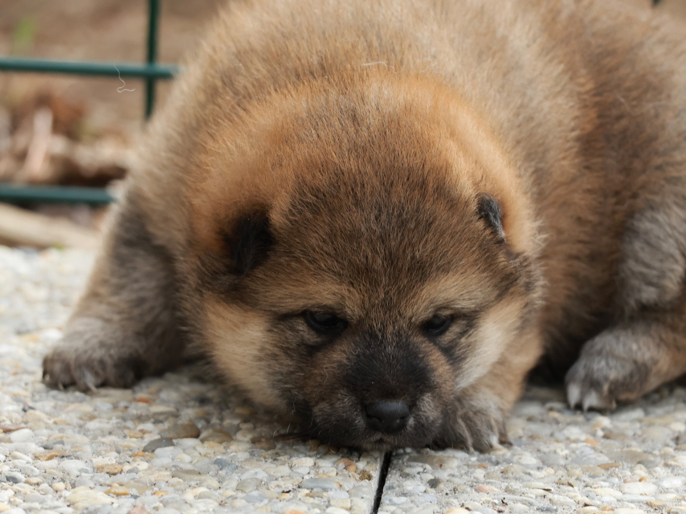 Nippon'ai - Chiots disponibles - Shiba