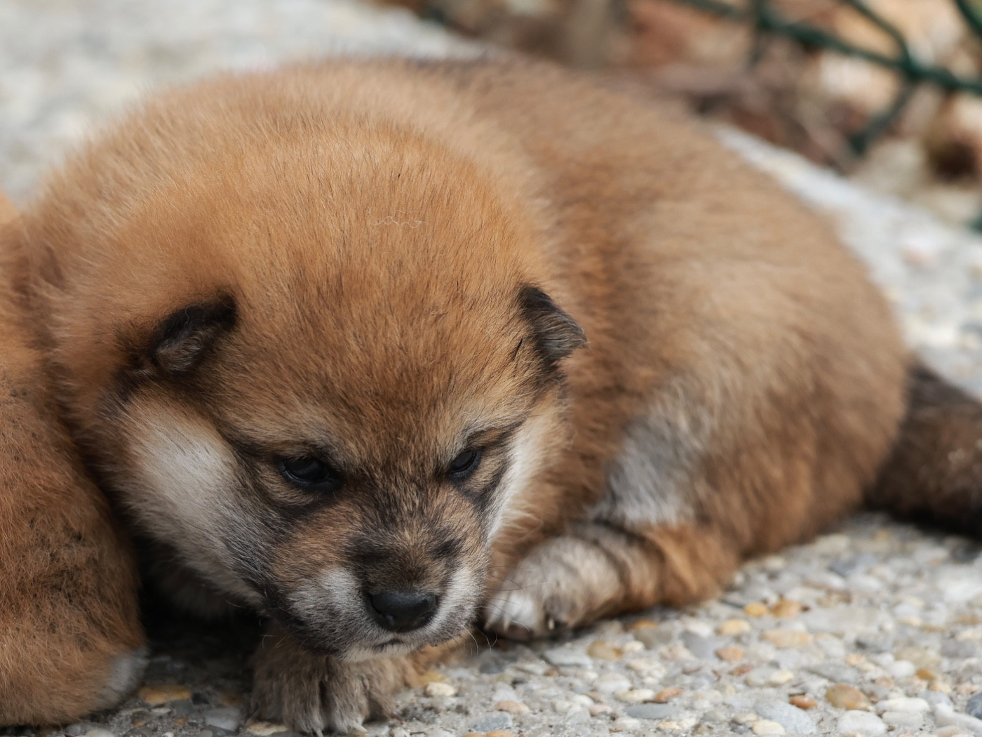 Nippon'ai - Chiots disponibles - Shiba