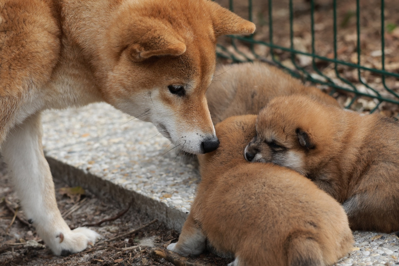 Chiot Shiba Nippon'ai