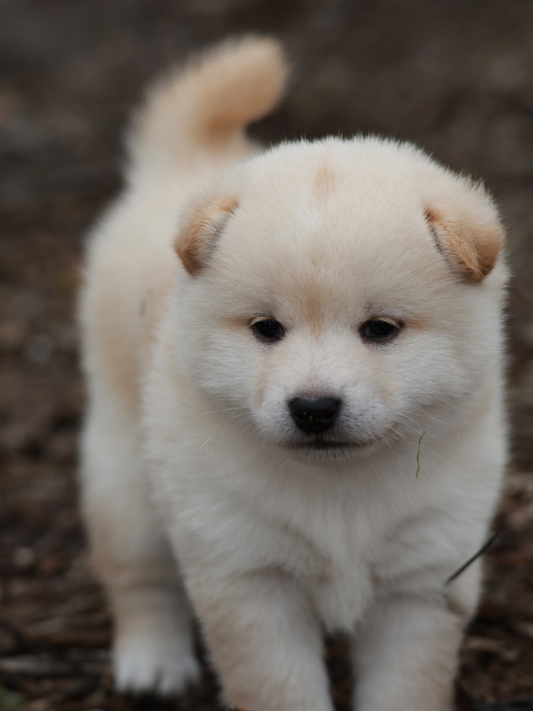 Nippon'ai - Chiots disponibles - Shiba