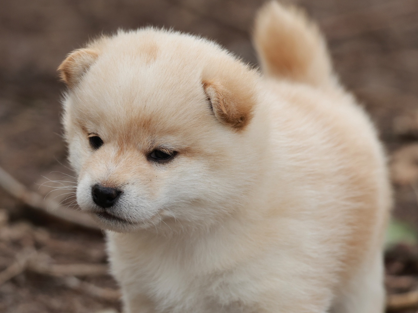 Nippon'ai - Chiots disponibles - Shiba