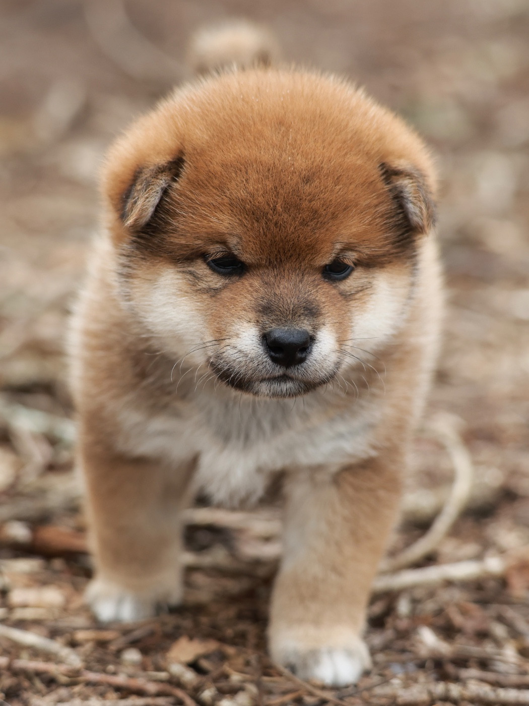 Nippon'ai - Chiots disponibles - Shiba