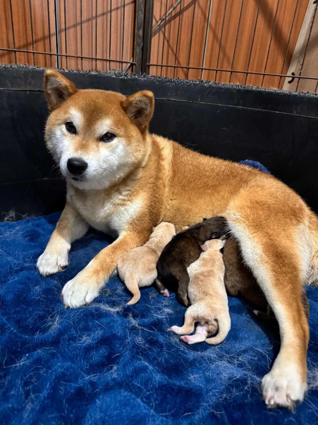Chiot Shiba Nippon'ai