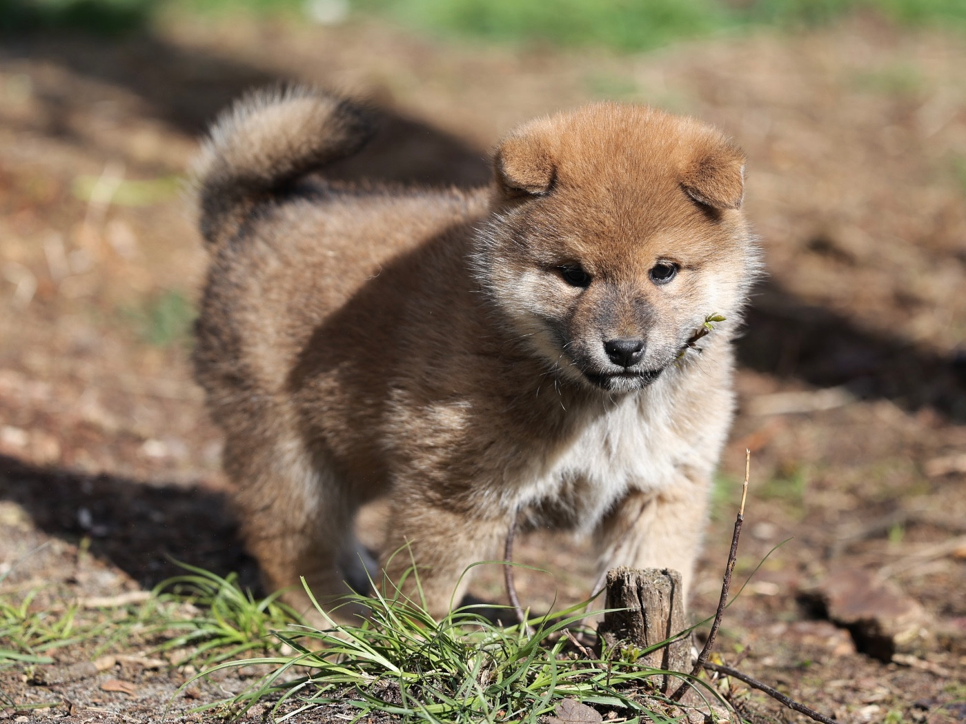 Nippon'ai - Chiots disponibles - Shiba