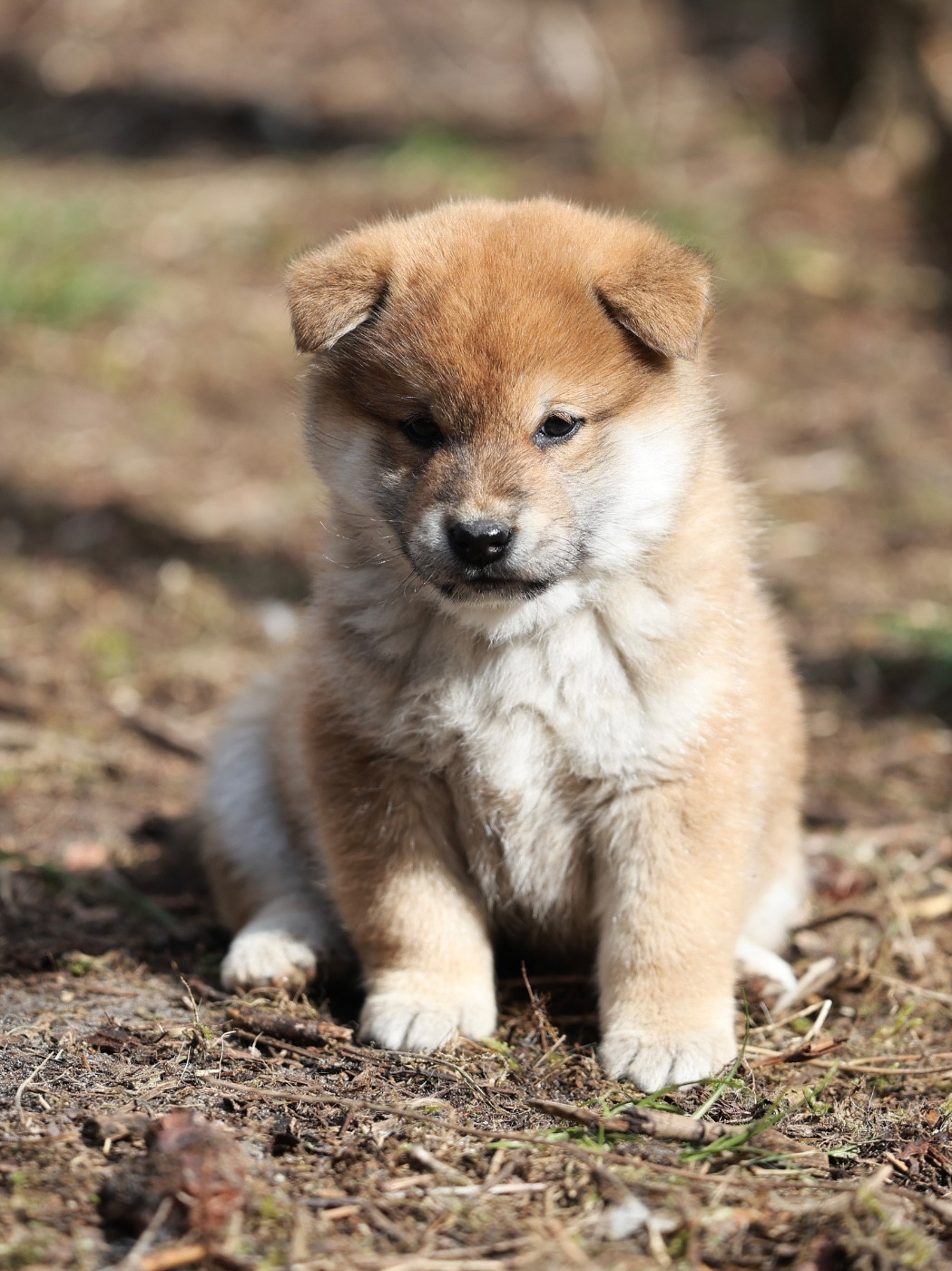 Nippon'ai - Chiots disponibles - Shiba