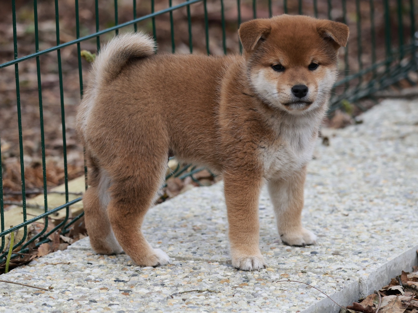 Nippon'ai - Chiots disponibles - Shiba