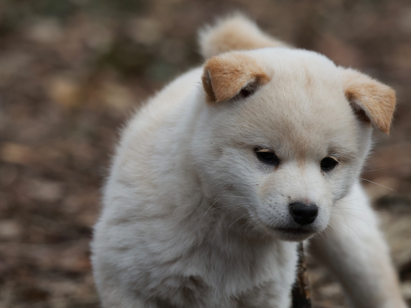 Nippon'ai - Chiots disponibles - Shiba