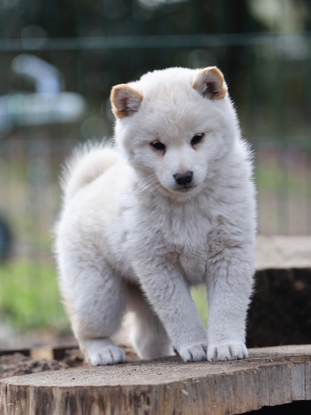 Nippon'ai - Chiots disponibles - Shiba