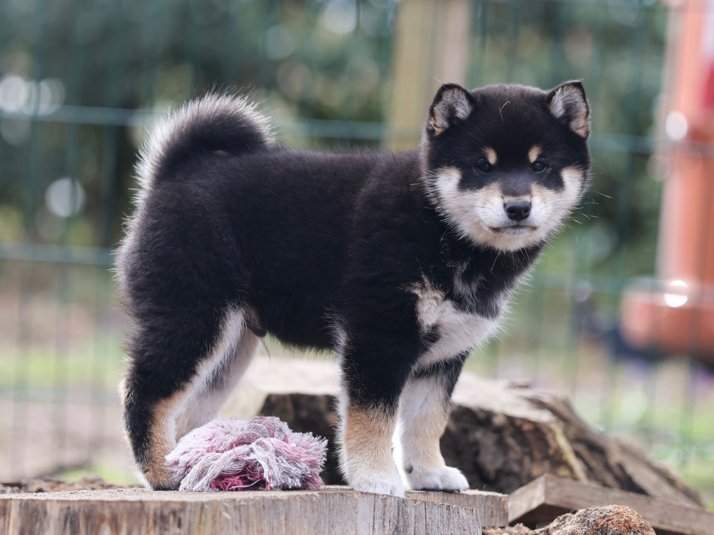 Nippon'ai - Chiots disponibles - Shiba