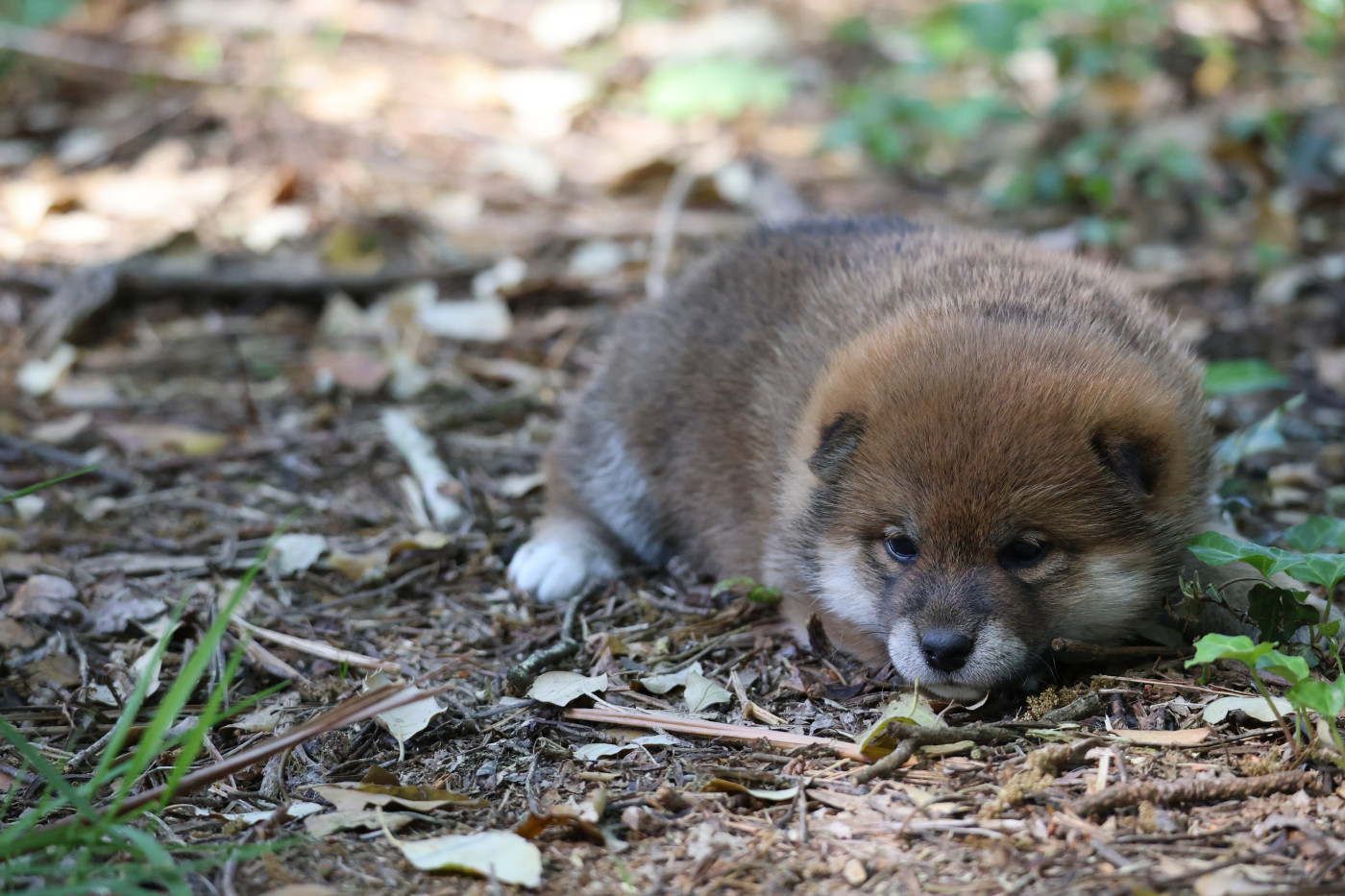 Nippon'ai - Chiots disponibles - Shiba
