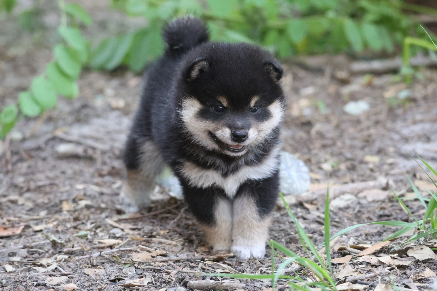 Nippon'ai - Chiots disponibles - Shiba