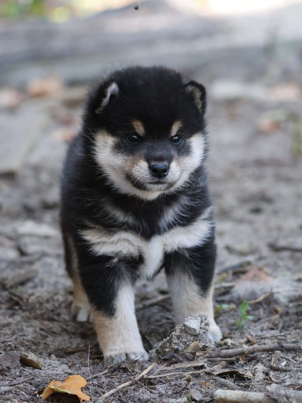 Nippon'ai - Chiots disponibles - Shiba