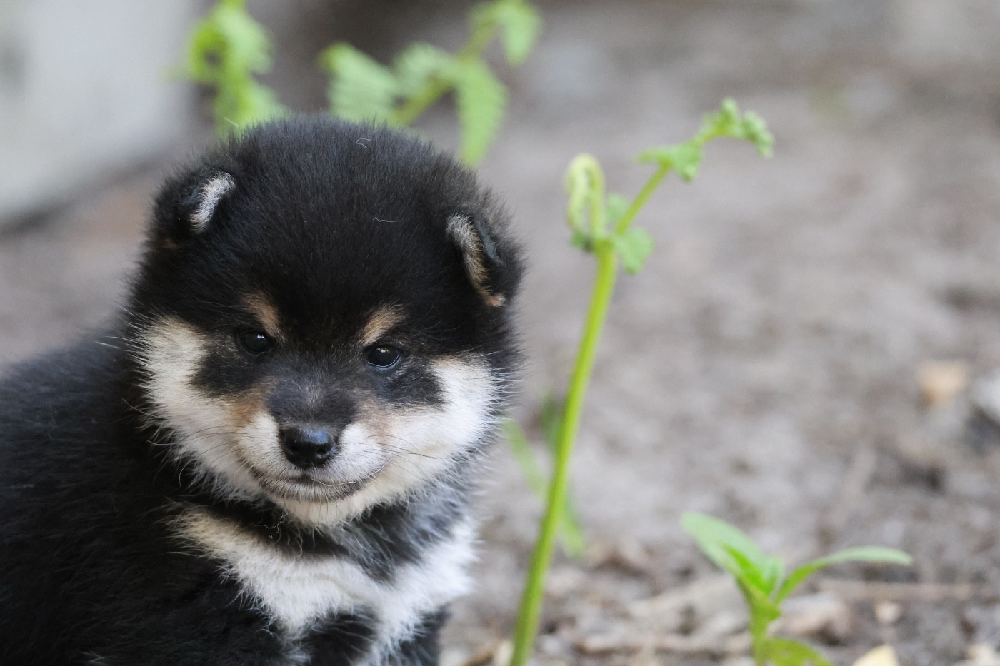 Nippon'ai - Chiots disponibles - Shiba